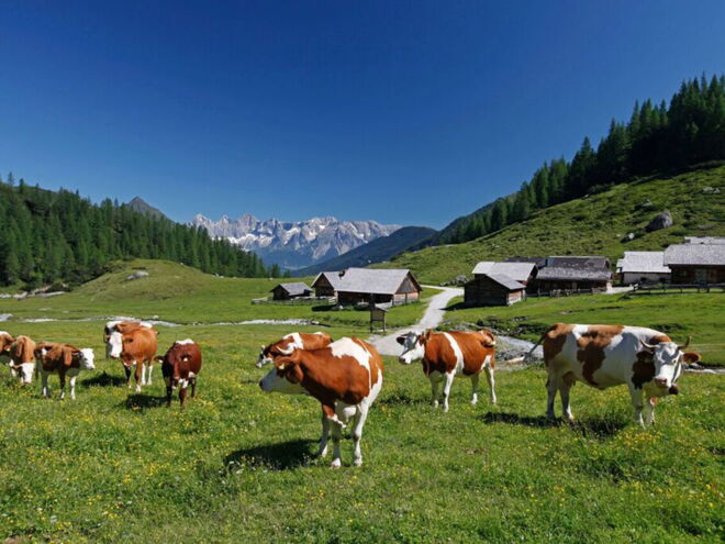 Cows in the Schladminger mountains